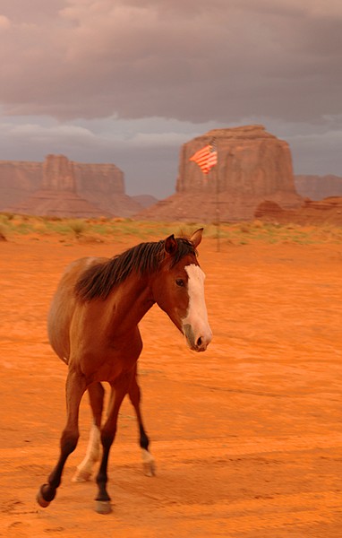 mustang horse running. American Mustang.