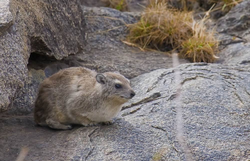 Rock Hyrax