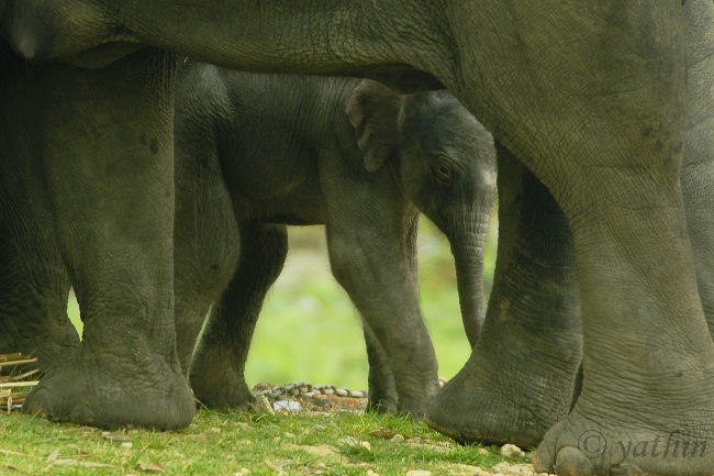 Hour Old Elephant