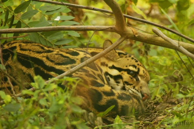 Guwahati Zoo