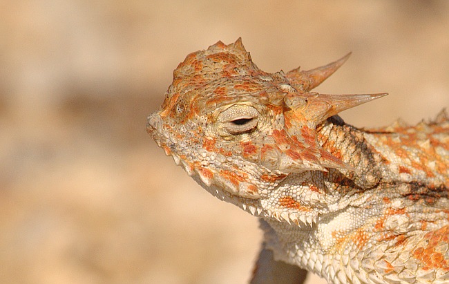 The Desert Horned Lizard - Elephas Maximus